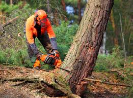 Best Tree Removal Services  in Matheny, CA